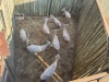 5 X WITBLESBOK - WHITE BLESBUCK V/F:5 (Betaal per dier/Pay per animal) - 3