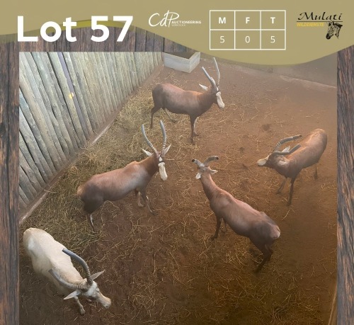 5 X BLESBOK - BLESBUCK M:5 (Betaal per dier/Pay per animal)