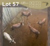 5 X BLESBOK - BLESBUCK M:5 (Betaal per dier/Pay per animal)