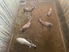 5 X BLESBOK - BLESBUCK M:5 (Betaal per dier/Pay per animal) - 2