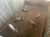 5 X BLESBOK - BLESBUCK M:5 (Betaal per dier/Pay per animal) - 3