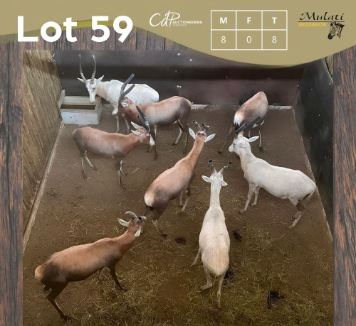8 X BLESBOK - BLESBUCK M:8 (Betaal per dier/Pay per animal)