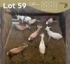 8 X BLESBOK - BLESBUCK M:8 (Betaal per dier/Pay per animal)