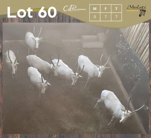7 X WITBLESBOK - WHITE BLESBUCK V/F:7 (Betaal per dier/Pay per animal)