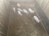 7 X WITBLESBOK - WHITE BLESBUCK V/F:7 (Betaal per dier/Pay per animal) - 5