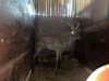 1 X SWART ROOIBOK - BLACK IMPALA M:1 - 2