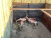1 X ROOIHARTBEES - RED HARTEBEEST M:1 - 2