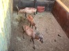 1 X ROOIHARTBEES - RED HARTEBEEST M:1 - 4