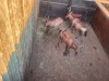 1 X ROOIHARTBEES - RED HARTEBEEST M:1 - 6