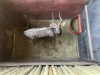 1 X NJALA - NYALA M:1 - 3