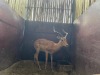 1 X ROOIBOK - IMPALA M:1 - 3