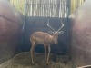 1 X ROOIBOK - IMPALA M:1 - 4
