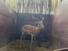 1 X ROOIBOK - IMPALA M:1 - 7