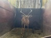 1 X ROOIBOK - IMPALA M:1 - 8