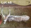 1 X NJALA - NYALA M:1