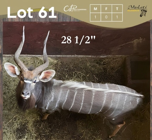1 X NJALA - NYALA M:1