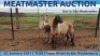 LOT 57 4X MEATMASTER OOI/EWE DAY TO DAY MEATMASTERS - 2