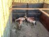 2 X ROOIHARTBEES - RED HARTEBEEST V/F:2 (Betaal per dier/Pay per animal) - 2