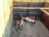 2 X ROOIHARTBEES - RED HARTEBEEST V/F:2 (Betaal per dier/Pay per animal) - 3