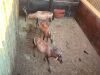 2 X ROOIHARTBEES - RED HARTEBEEST V/F:2 (Betaal per dier/Pay per animal) - 4