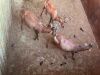 2 X ROOIHARTBEES - RED HARTEBEEST V/F:2 (Betaal per dier/Pay per animal) - 5
