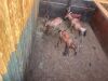 2 X ROOIHARTBEES - RED HARTEBEEST V/F:2 (Betaal per dier/Pay per animal) - 6