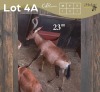 1 X ROOIHARTBEES - RED HARTEBEEST M:1