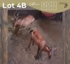 2 X ROOIHARTBEES - RED HARTEBEEST V/F:2 (Betaal per dier/Pay per animal)