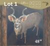 1 X KOEDOE - KUDU M:1