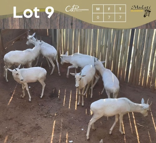7 X WITBLESBOK - WHITE BLESBUCK V/F:7 (Betaal per dier/Pay per animal)