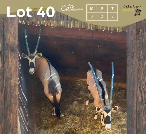 2 X GEMSBOK - ORYX V/F:2 (Betaal per dier/Pay per animal)
