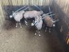 4 X GEMSBOK - ORYX M:4 (Betaal per dier/Pay per animal) - 5