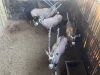 4 X GEMSBOK - ORYX M:4 (Betaal per dier/Pay per animal) - 6