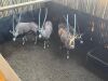 4 X GEMSBOK - ORYX M:4 (Betaal per dier/Pay per animal) - 7