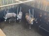 4 X GEMSBOK - ORYX M:4 (Betaal per dier/Pay per animal) - 8