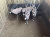 4 X GEMSBOK - ORYX M:4 (Betaal per dier/Pay per animal) - 9