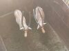 2 X SAALRUG BLESBOK - SADDLE BACK BLESBUCK M:2 (Betaal per dier/Pay per animal) - 7