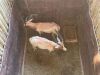 2 X SAALRUG BLESBOK - SADDLE BACK BLESBUCK M:2 (Betaal per dier/Pay per animal) - 8