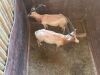 2 X SAALRUG BLESBOK - SADDLE BACK BLESBUCK M:2 (Betaal per dier/Pay per animal) - 9
