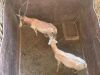 2 X SAALRUG BLESBOK - SADDLE BACK BLESBUCK M:2 (Betaal per dier/Pay per animal) - 10