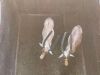 2 X SAALRUG BLESBOK - SADDLE BACK BLESBUCK M:2 (Betaal per dier/Pay per animal) - 11