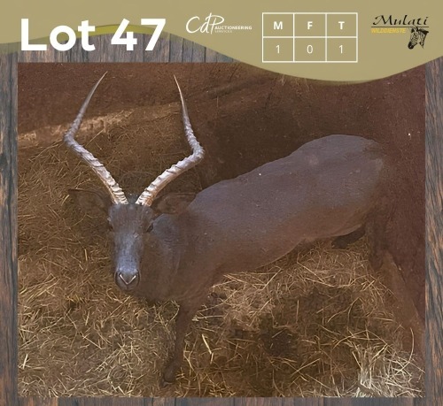 1 X SWART ROOIBOK - BLACK IMPALA M:1