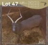 1 X SWART ROOIBOK - BLACK IMPALA M:1