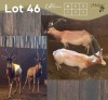 2 X SAALRUG BLESBOK - SADDLE BACK BLESBUCK M:2 (Betaal per dier/Pay per animal)