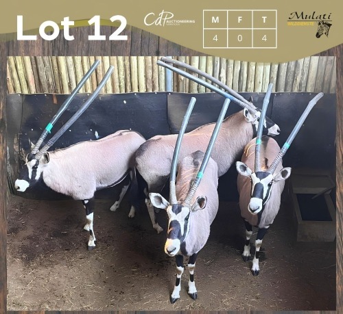 4 X GEMSBOK - ORYX M:4 (Betaal per dier/Pay per animal)