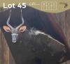 1 X NJALA - NYALA M:1