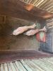 2 X SAALRUG BLESBOK - SADDLE BACK BLESBUCK M:2 (Betaal per dier/Pay per animal) - 13