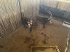 2 X SWARTWITPENS - SABLE V/F:2 SABLE RANCH (Betaal per dier/Pay per animal) - 6
