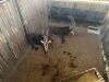 2 X SWARTWITPENS - SABLE V/F:2 SABLE RANCH (Betaal per dier/Pay per animal) - 7