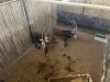 2 X SWARTWITPENS - SABLE V/F:2 SABLE RANCH (Betaal per dier/Pay per animal) - 8